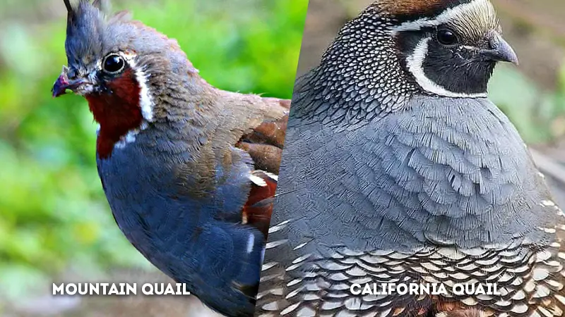 mountain quail vs california quail throat