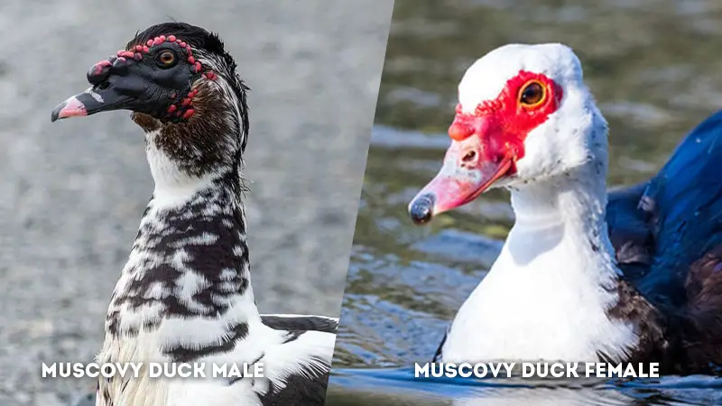 muscovy duck male vs female Head Shape