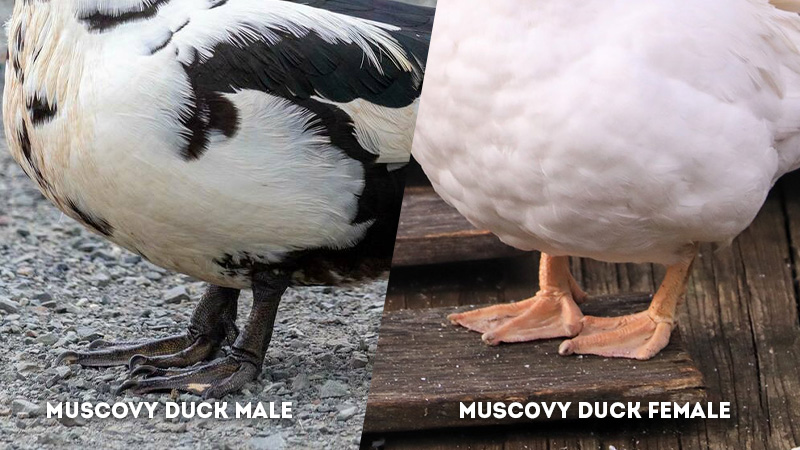 muscovy duck male vs female Leg Lenth