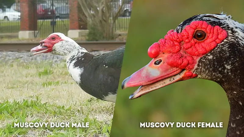 muscovy duck male vs female Voice
