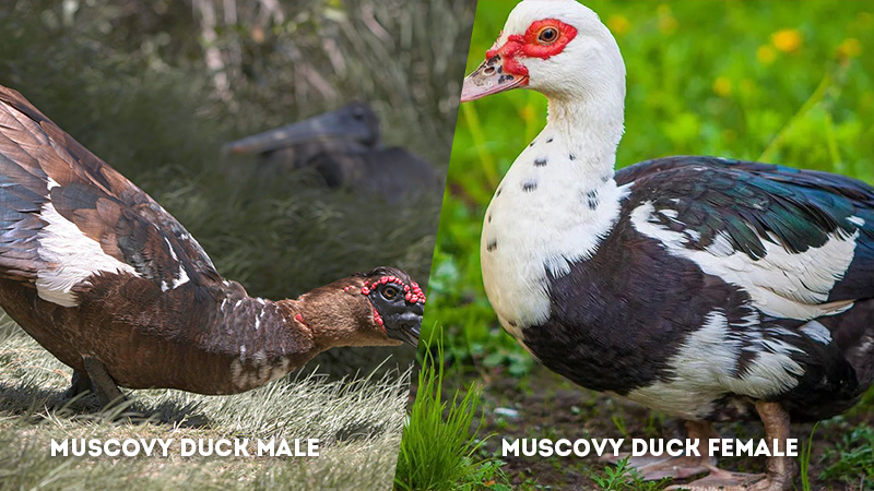 muscovy duck male vs female BOdy Shape