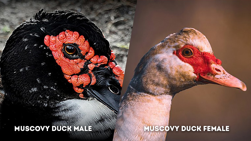 muscovy duck male vs female Eye Color
