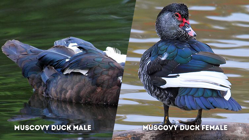 muscovy duck male vs female Tail