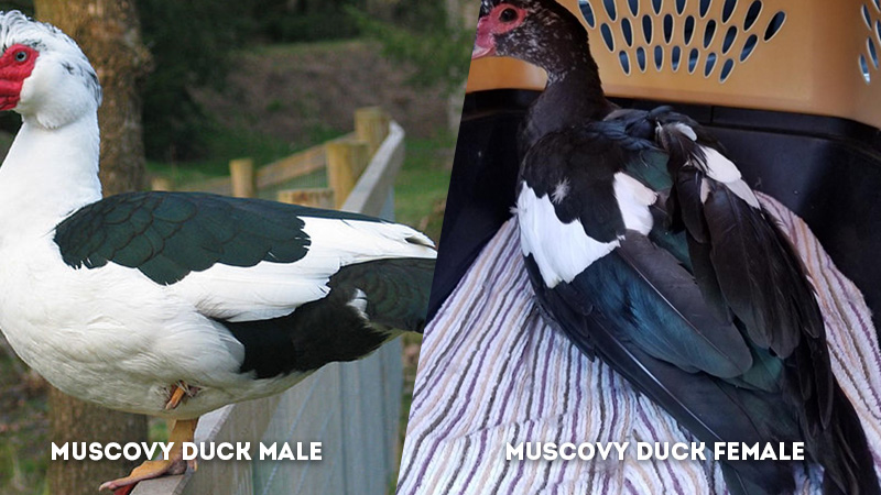 muscovy duck male vs female Wing Color