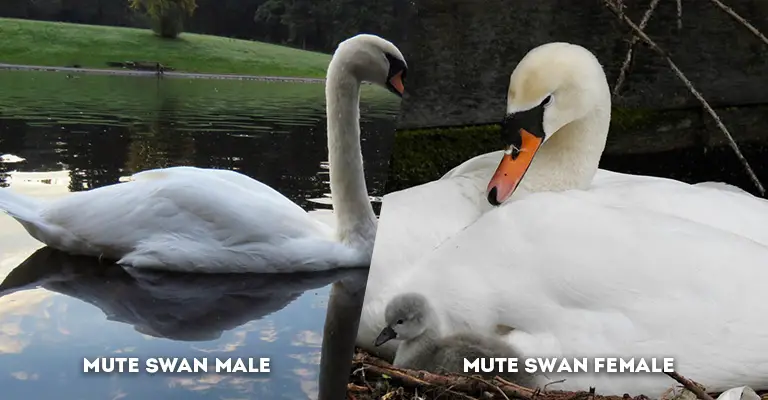 mute swan male vs female body shape