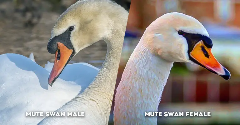 mute swan male vs female forehead knob