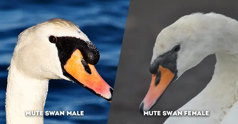 mute swan male vs female head shape