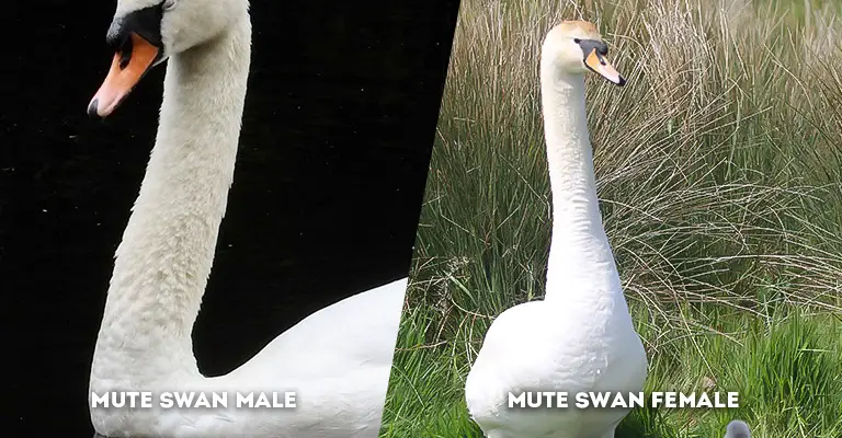mute swan male vs female neck length