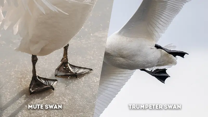 mute swan vs trumpeter swan Feet Color