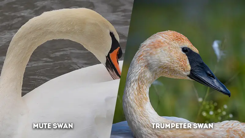 mute swan vs trumpeter swan Neck