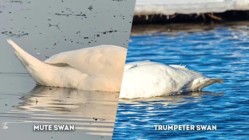 mute swan vs trumpeter swan Neck Feathers