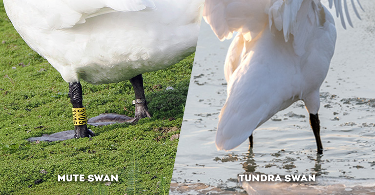 mute swan vs tundra swan leg
