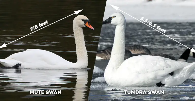 mute swan vs tundra swan size