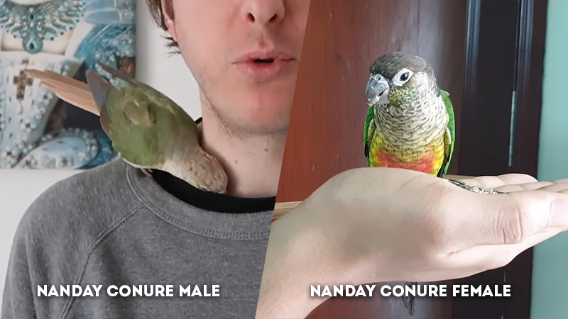 nanday conure male vs female Behavior