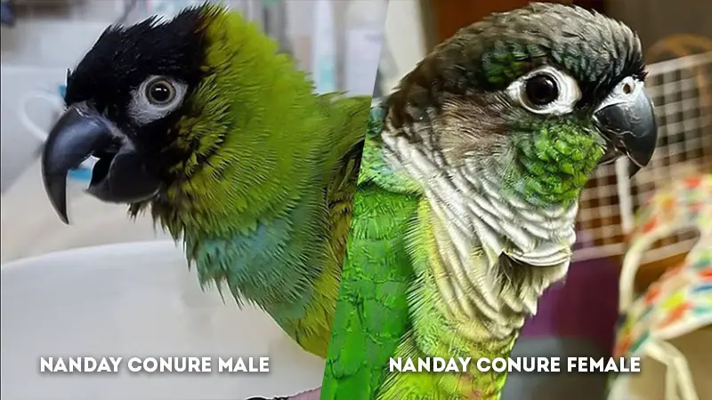 nanday conure male vs female Head 