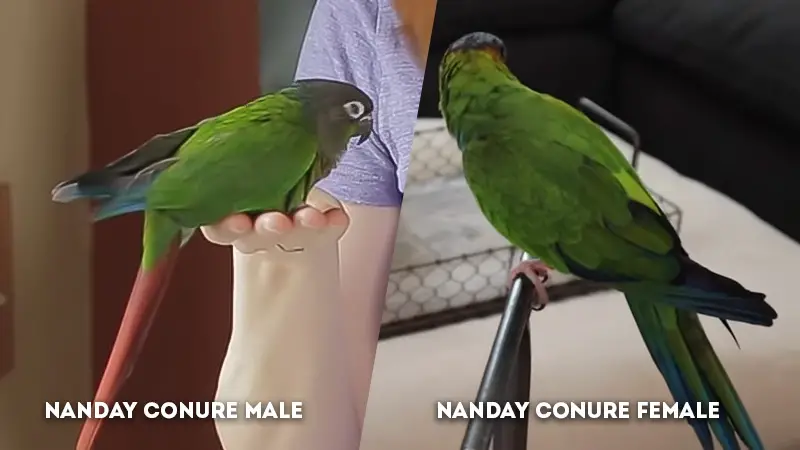 nanday conure male vs female Wing and Tail
