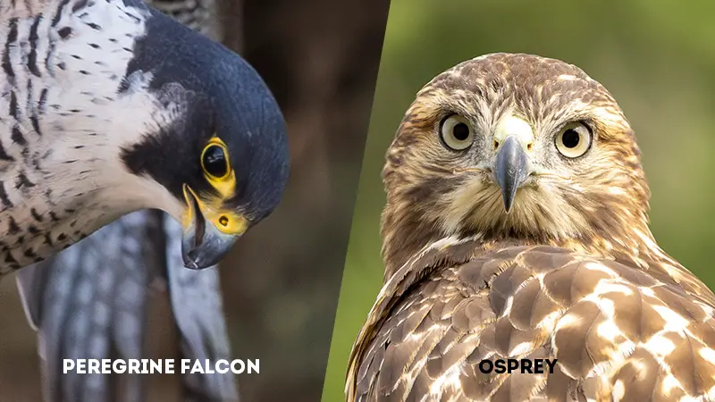 peregrine falcon vs osprey Eyesight