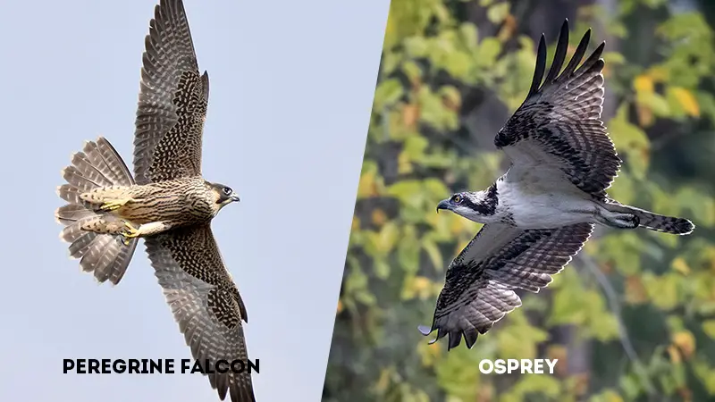 peregrine falcon vs osprey Flight Style