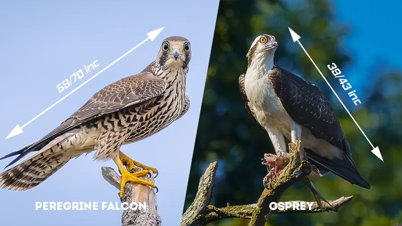 peregrine falcon vs osprey Size