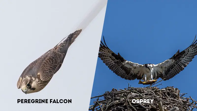 peregrine falcon vs osprey hunting dive