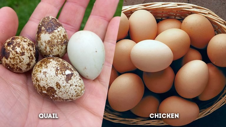 Quail vs Chicken: Nutrition, Taste, and Cooking Differences - The Worlds Rarest Birds