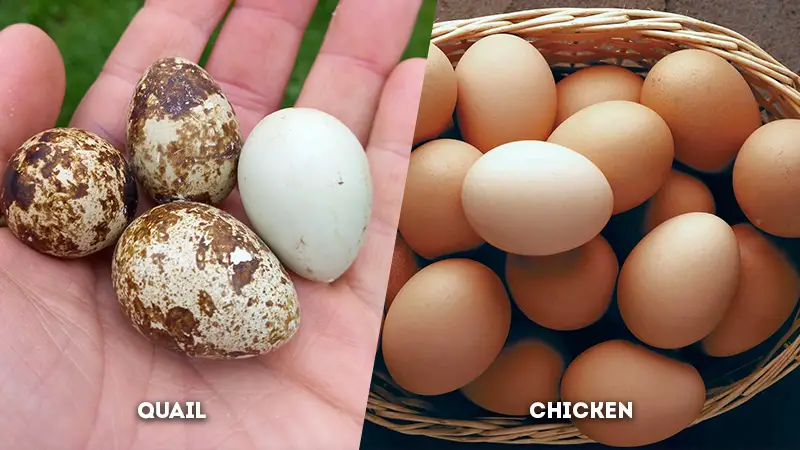 quail vs chicken egg
