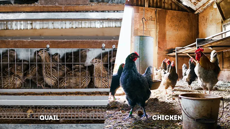 quail vs chicken farming