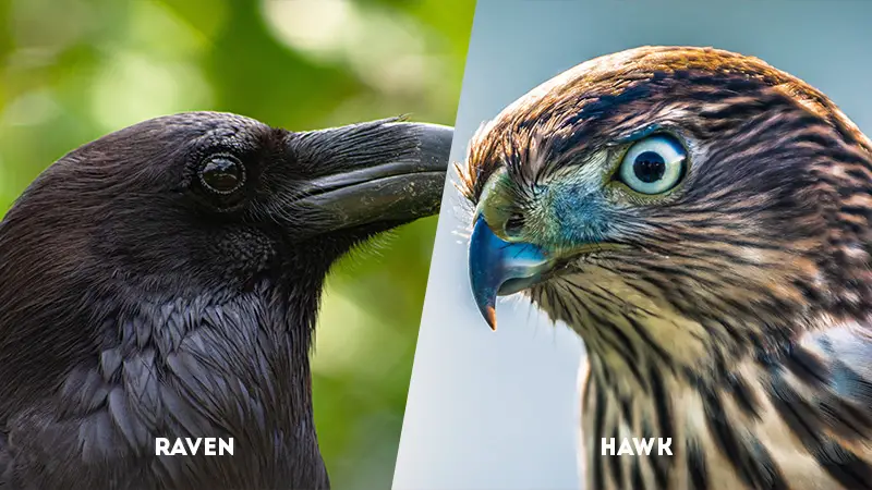 raven vs hawk eyesight