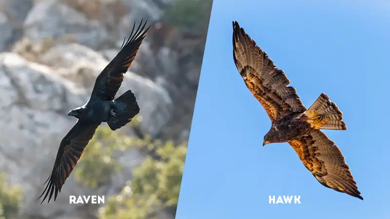 raven vs hawk Flying Style