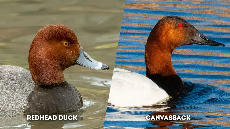 redhead duck vs canvasback head