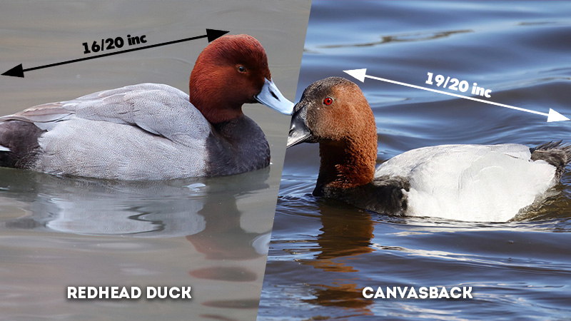 redhead duck vs canvasback size