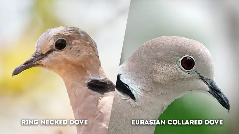 ring necked dove vs eurasian collared dove Eye Ring