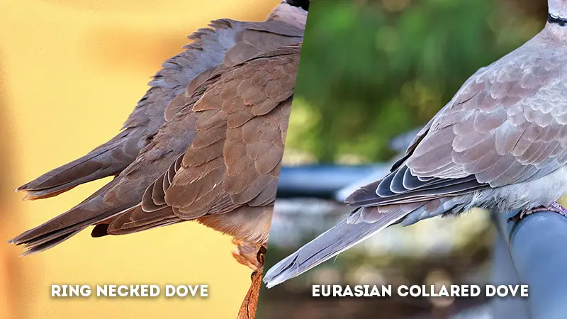 ring necked dove vs eurasian collared dove Tail Feather