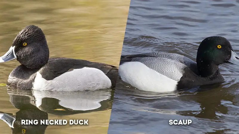 ring necked duck vs scaup body color