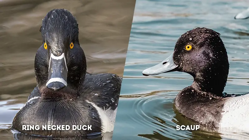 ring necked duck vs scaup eye ring