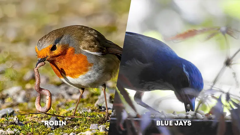 robin vs blue jay Eating