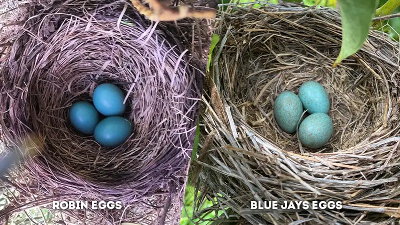 robin vs blue jay eggs color