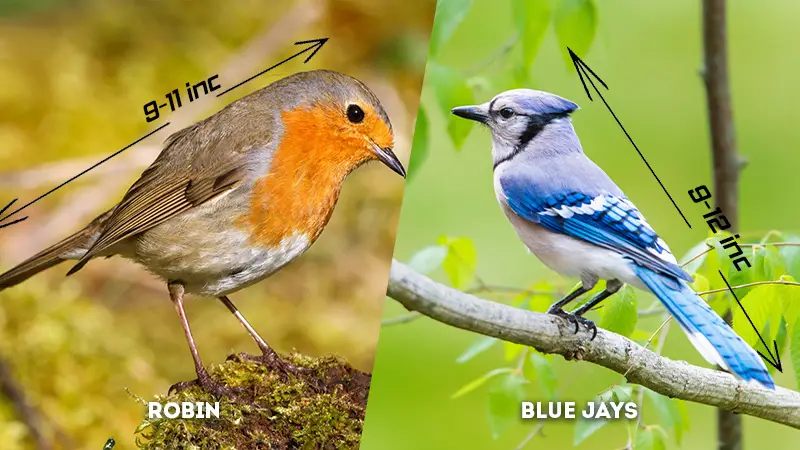 robin vs blue jay Size