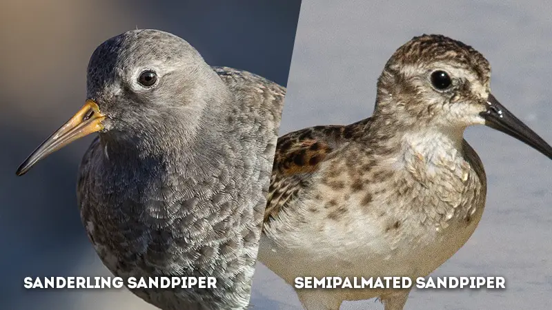 sanderling vs semipalmated sandpiper Eye Stipr