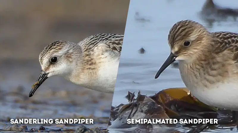 sanderling vs semipalmated sandpiper Head Shape