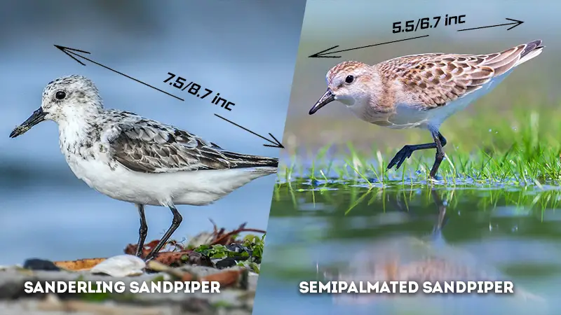 sanderling vs semipalmated sandpiper Size