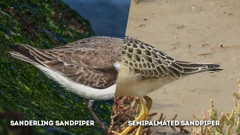 sanderling vs semipalmated sandpiper Tail Plumage
