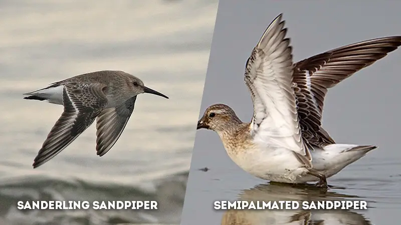 sanderling vs semipalmated sandpiper Wing Coloration