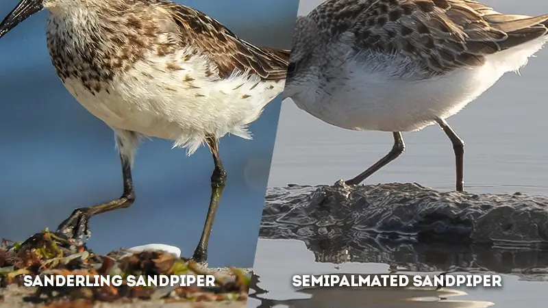 sanderling vs semipalmated sandpiper Foot