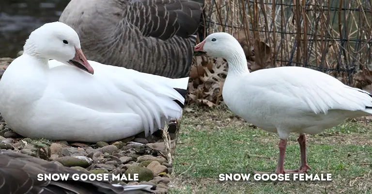 snow goose male vs female body shape
