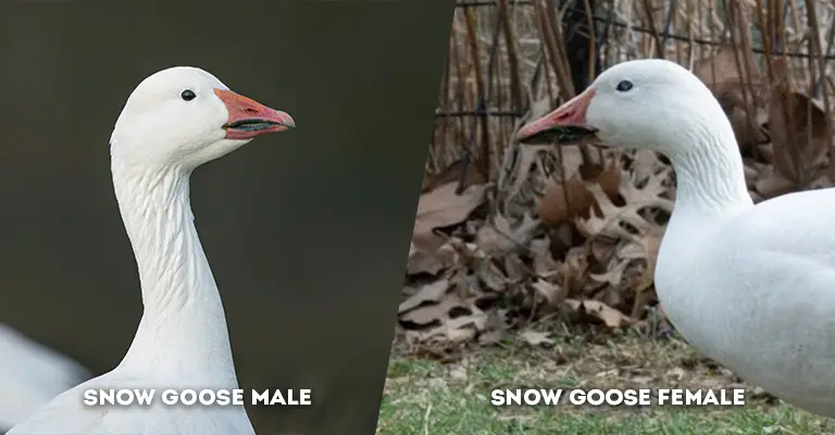 snow goose male vs female head shape