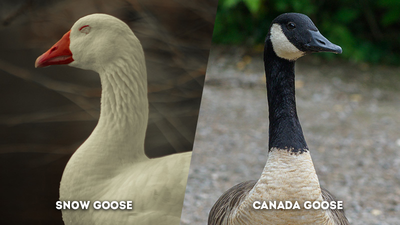 snow goose vs canada goose Head and Neck