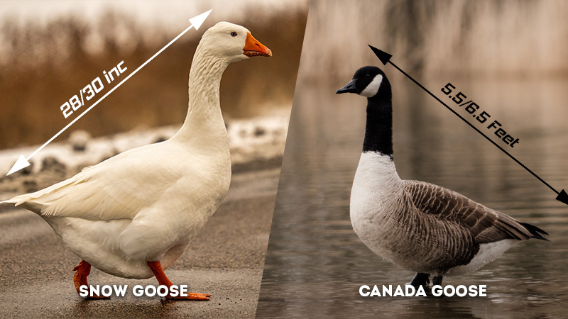 snow goose vs canada goose Size