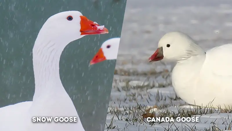 snow goose vs ross goose Head