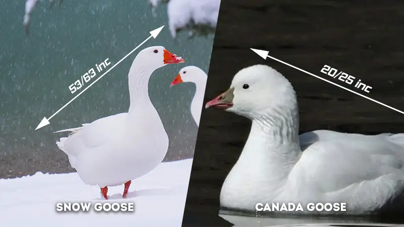 snow goose vs ross goose Size